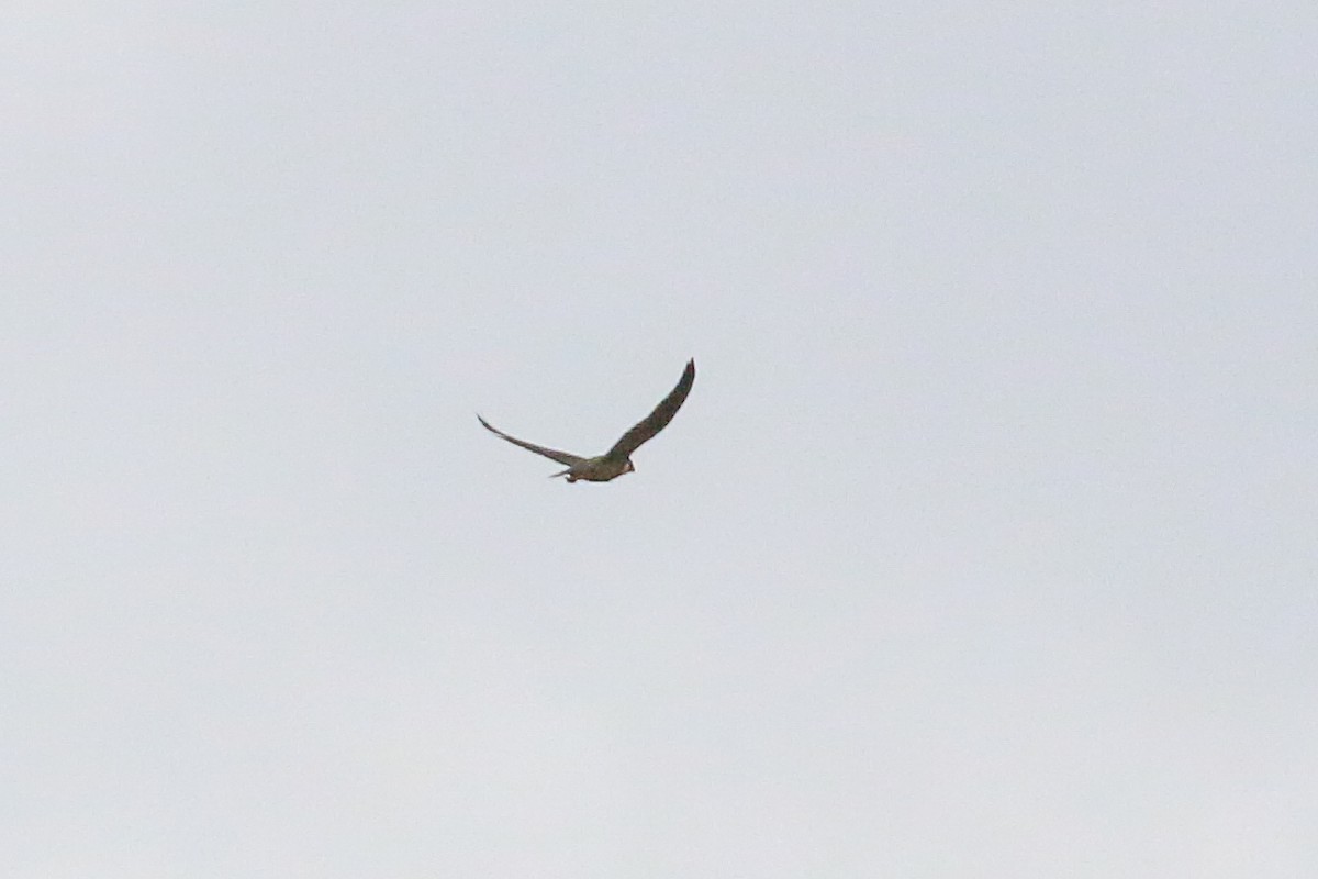 Peregrine Falcon (Indo-Pacific) - ML20131211