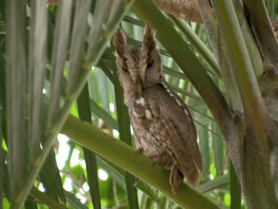 Pacific Screech-Owl (cooperi) - ML201312151