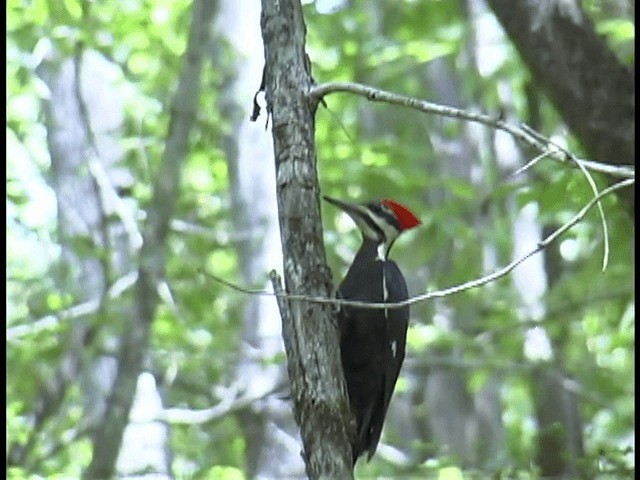 Pileated Woodpecker - ML201312221