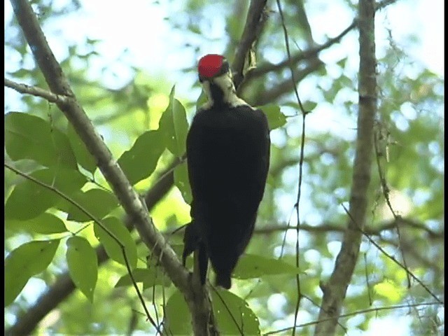 Pileated Woodpecker - ML201312231