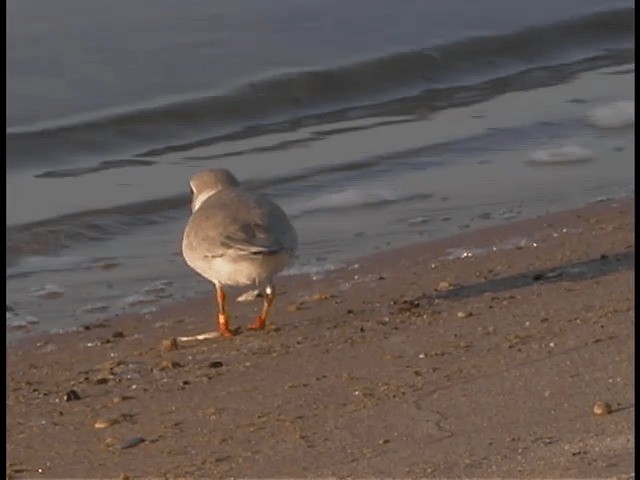 Piping Plover - ML201312241