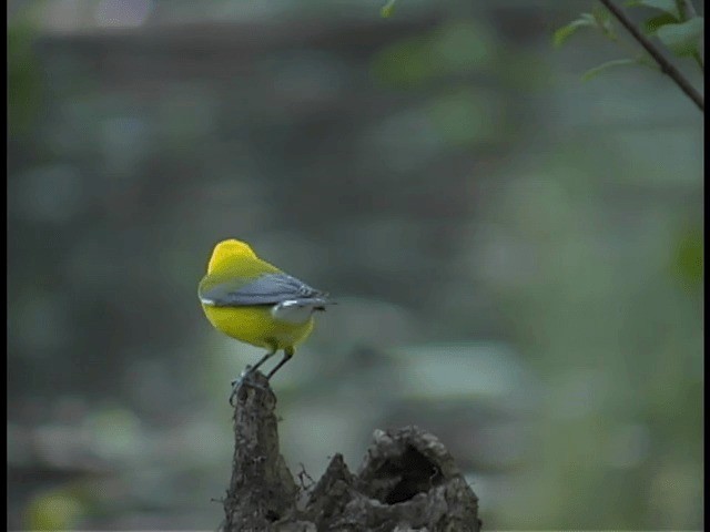 Prothonotary Warbler - ML201312251