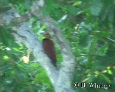 Ringed Woodpecker (Amazonian Black-breasted) - ML201312461