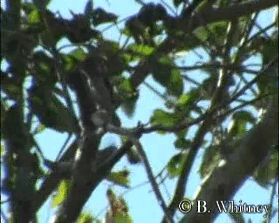 White-wedged Piculet - ML201312531