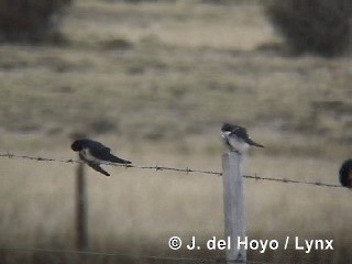 Chilean Swallow - ML201312851