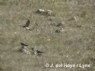 Chilean Swallow - ML201312871