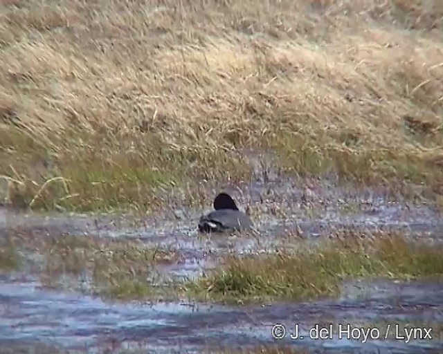 White-winged Coot - ML201313111