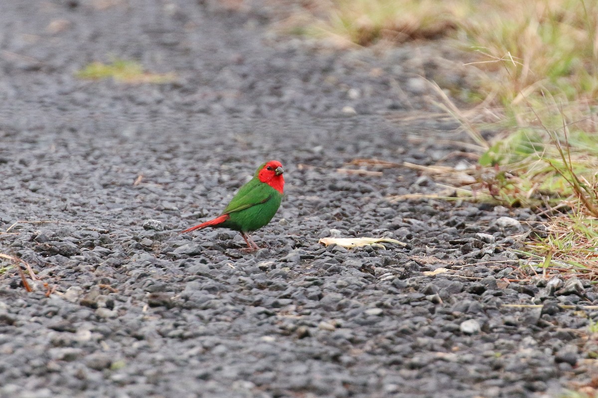 Red-throated Parrotfinch - ML20131351