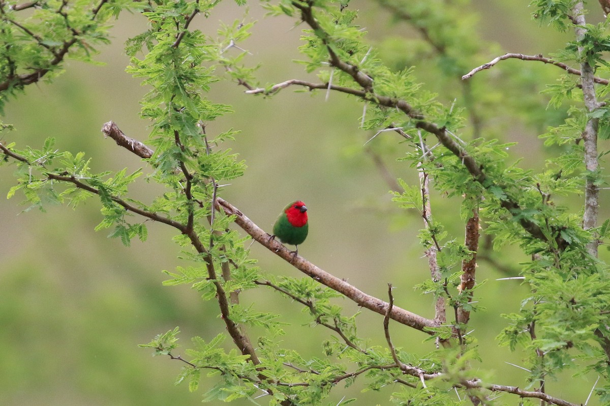 Red-throated Parrotfinch - Tommy Pedersen