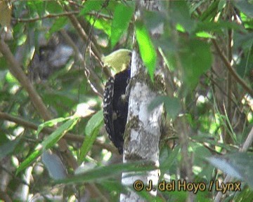 Blond-crested Woodpecker - ML201313881