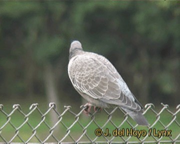 Picazuro Pigeon - ML201313901
