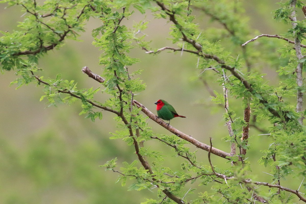 Red-throated Parrotfinch - ML20131391
