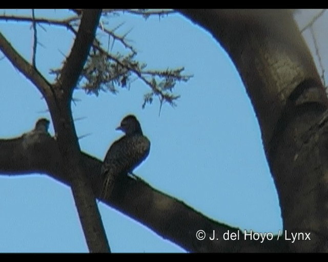 Nubian Woodpecker - ML201313941