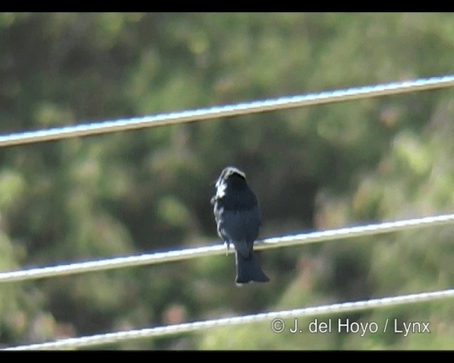 Fork-tailed Drongo - ML201314031