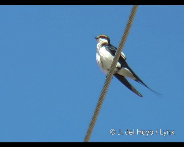 Wire-tailed Swallow - ML201314071