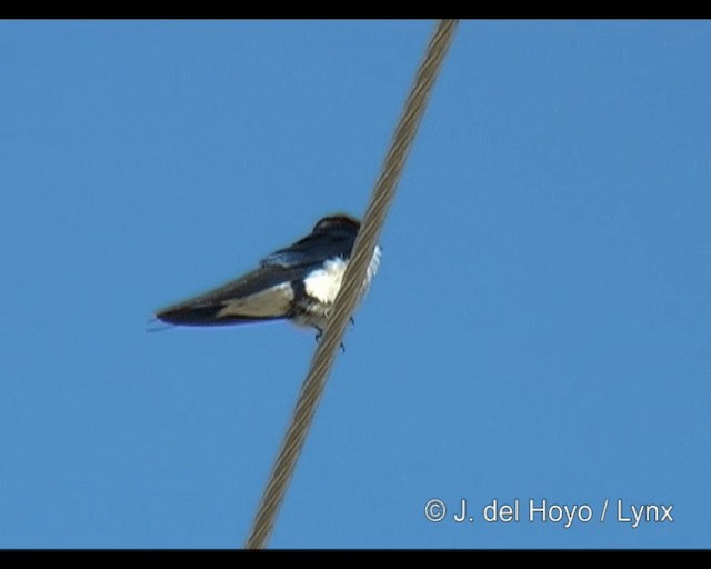Wire-tailed Swallow - ML201314081