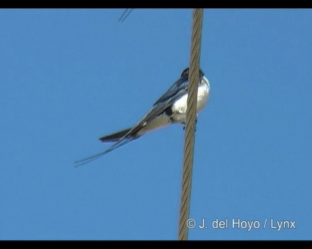 Wire-tailed Swallow - ML201314091