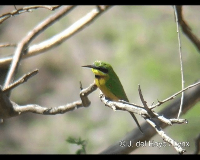 Ethiopian Bee-eater - ML201314171