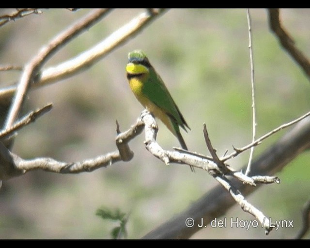Ethiopian Bee-eater - ML201314181