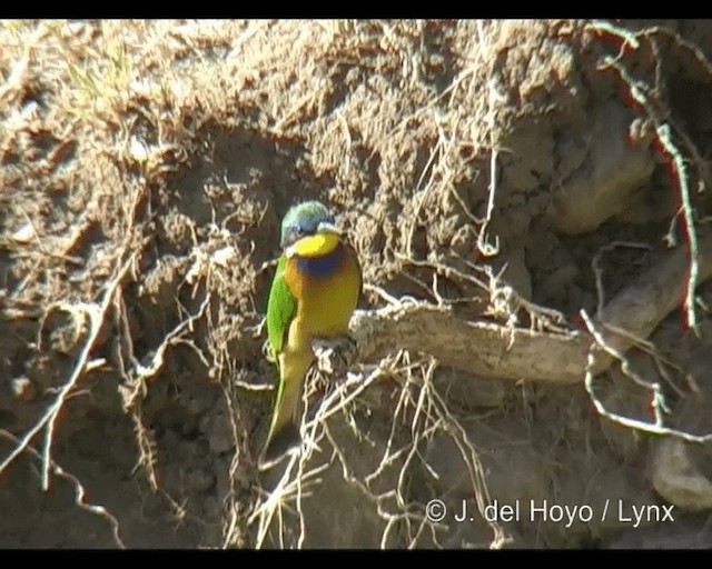 Ethiopian Bee-eater - ML201314191