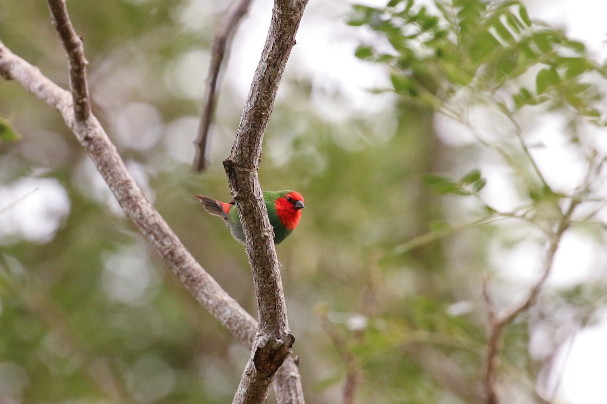 Red-throated Parrotfinch - ML20131421