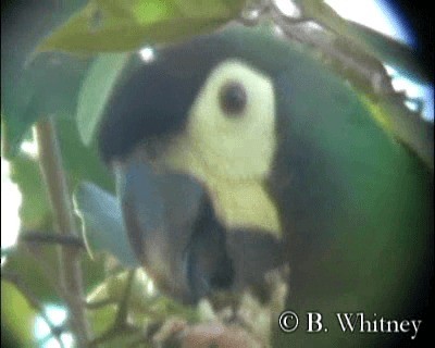 Yellow-collared Macaw - ML201314381