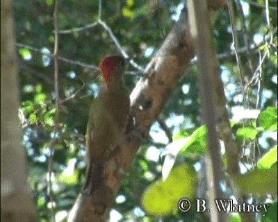 Little Woodpecker - ML201314421
