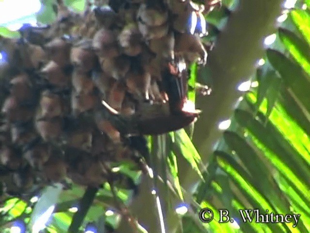 Кокоа жовтогорлий (підвид guttatoides/dorbignyanus) - ML201314561
