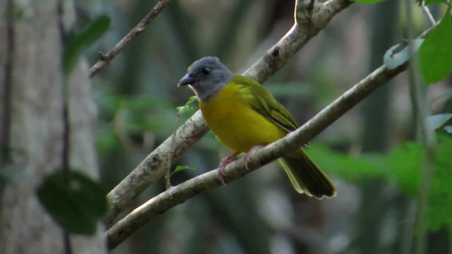 Gray-headed Tanager (Gray-crested) - ML201314771
