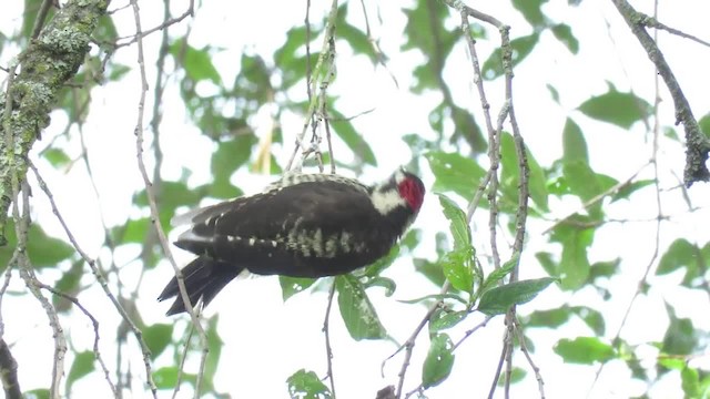 Strickland's Woodpecker - ML201315021