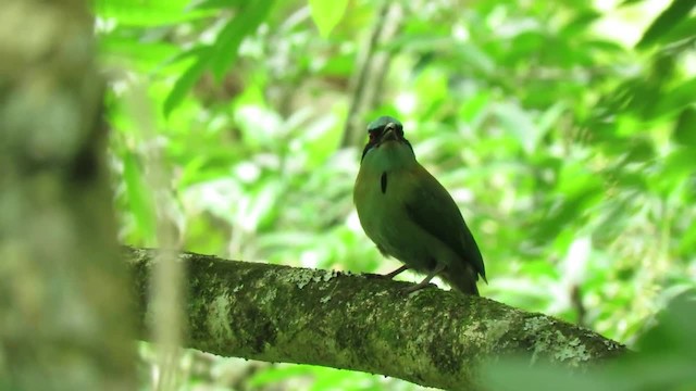  - Blue-capped Motmot