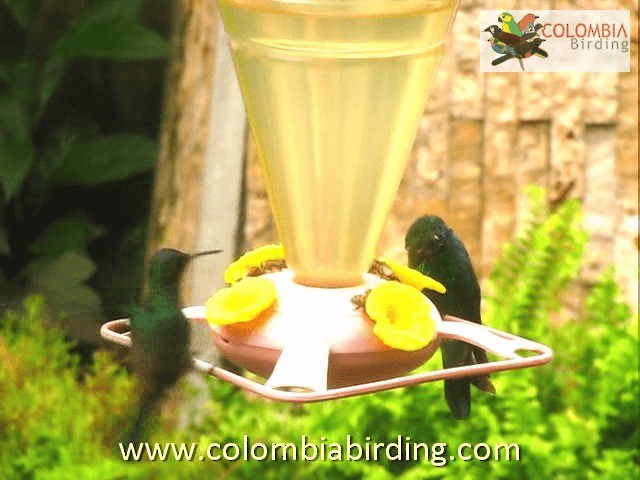 kolibřík azurovoprsý - ML201315081