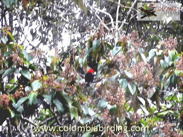 Scarlet-horned Manakin - ML201315171