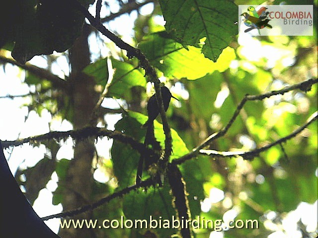Scissor-tailed Hummingbird - ML201315201