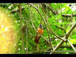 Chestnut-bellied Hummingbird - ML201315231