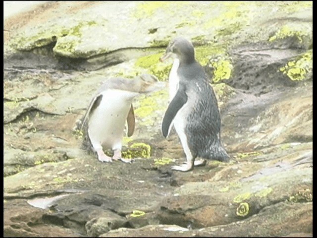 Pingüino Ojigualdo - ML201315511