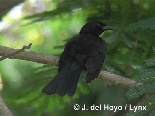 Cuban Blackbird - ML201315541