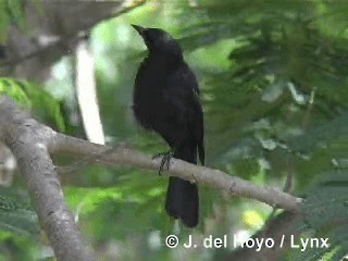 Cuban Blackbird - ML201315571