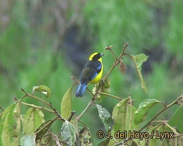 Blue-winged Mountain Tanager (Blue-winged) - ML201315621