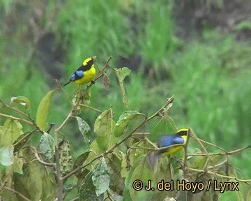 Blue-winged Mountain Tanager (Blue-winged) - ML201315631
