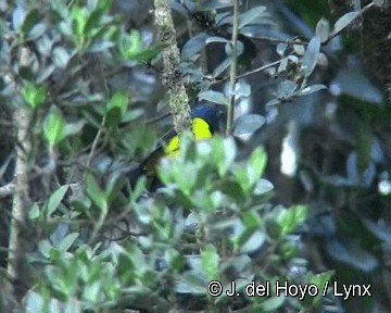 Black-chested Mountain Tanager - ML201315641