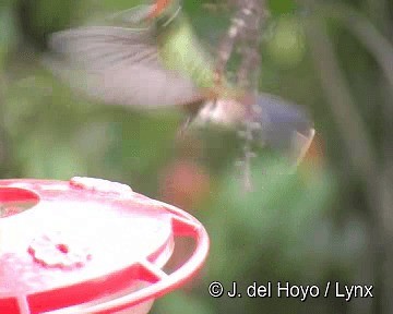 kolibřík Herranův - ML201315701