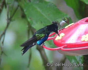 kolibřík hyacintový - ML201315911