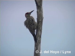 West Indian Woodpecker - ML201316041