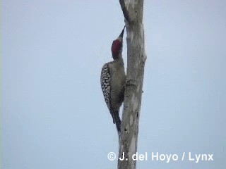 West Indian Woodpecker - ML201316051