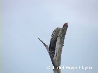 West Indian Woodpecker - ML201316061