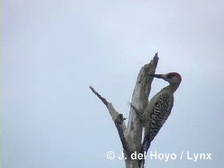 West Indian Woodpecker - ML201316071