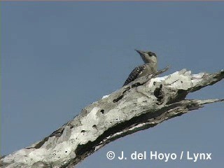West Indian Woodpecker - ML201316081