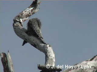 West Indian Woodpecker - ML201316091