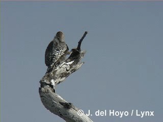 West Indian Woodpecker - ML201316101